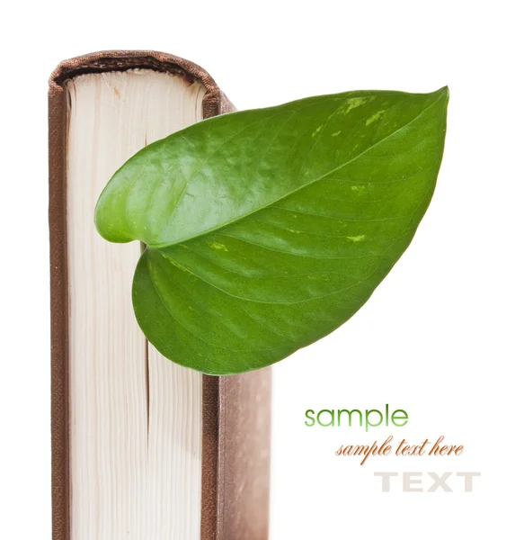Libro con una hoja verde — Foto de Stock