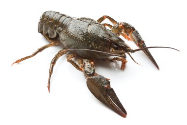 Live crayfish clipart