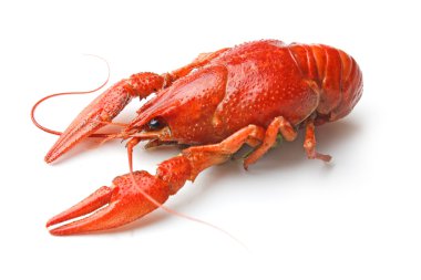 Boiled crawfish clipart