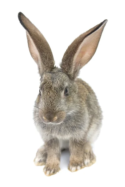 Graues Kaninchen — Stockfoto