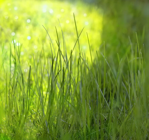 Трава під сонячними променями — стокове фото