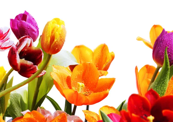 Tulipanes con gotas de agua — Foto de Stock
