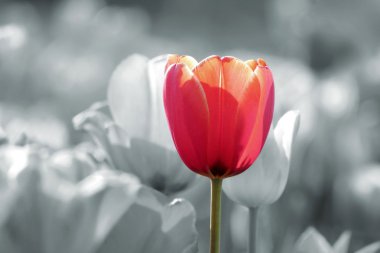 Red tulip (clipping path included)