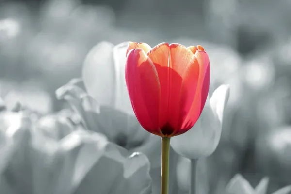 Червоний тюльпан (відсічний контур включено ) — стокове фото