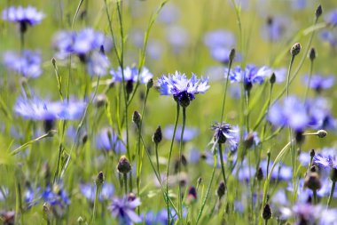 Cornflowers clipart