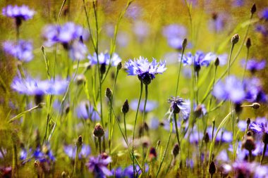 Vintage cornflowers