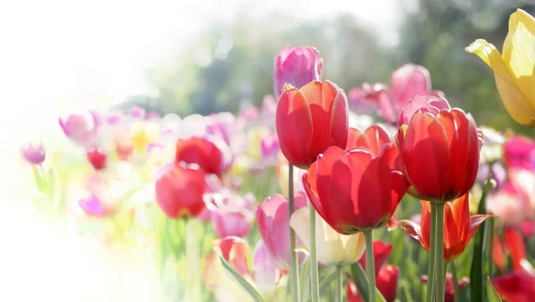 Tulipány v květu — Stock fotografie
