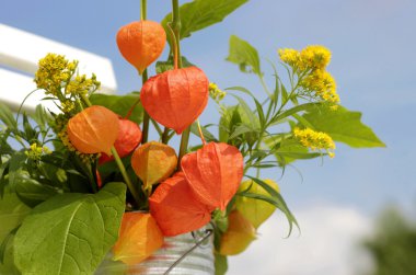 physalis açık turuncu fener