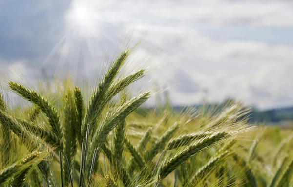 Barley field in summer — Stock Photo, Image