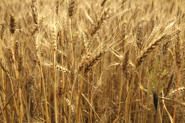 Tam olarak olgunlaşmış yaz sonunda buğday — Stok fotoğraf