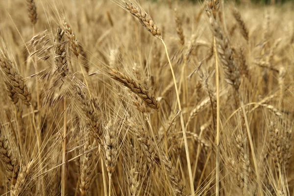 stock image Wheat at the end of summer fully ripe