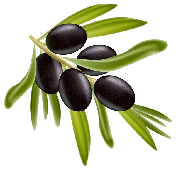 Pobočka černých oliv. — Stockový vektor