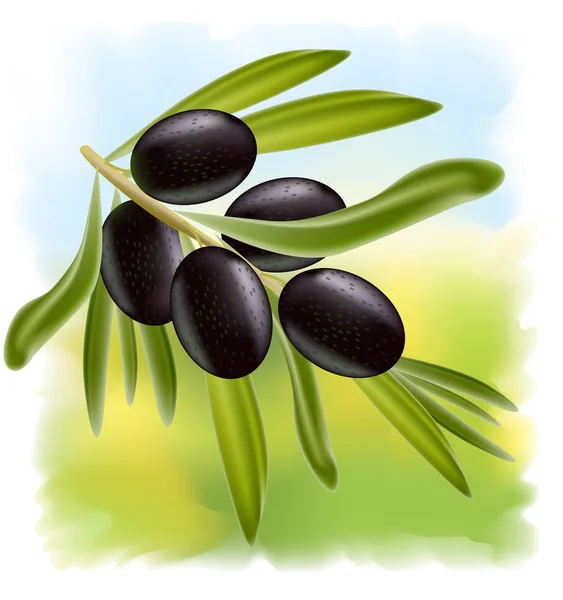 Une branche d'olives noires . — Image vectorielle