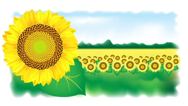 Sonnenblume und Feld. Vektorillustration. — Stockvektor