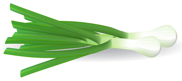 Cebollas verdes frescas. Ilustración vectorial . — Vector de stock