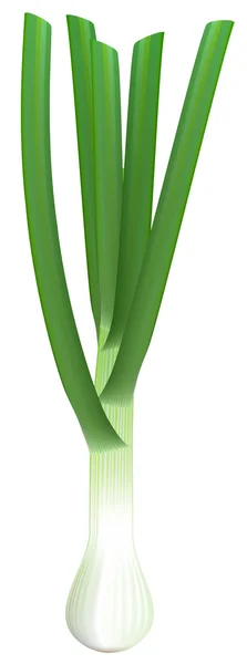 Cebollas verdes frescas sobre fondo blanco. Ilustración vectorial . — Vector de stock