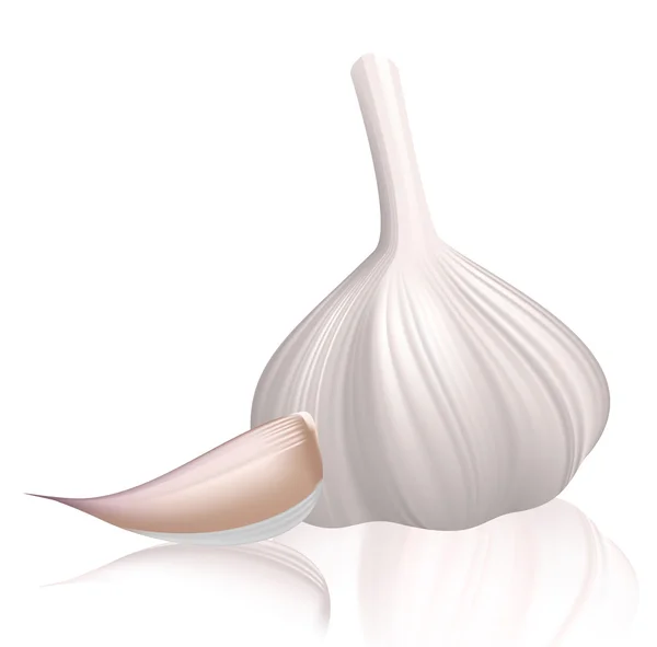 Garlic with clove. Vector illustration on white background. — Stock Vector