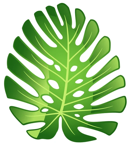 Лист тропического растения - Monstera . — стоковый вектор
