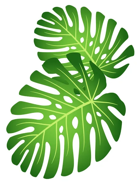 Listy z tropických rostlin - monstera. — Stockový vektor