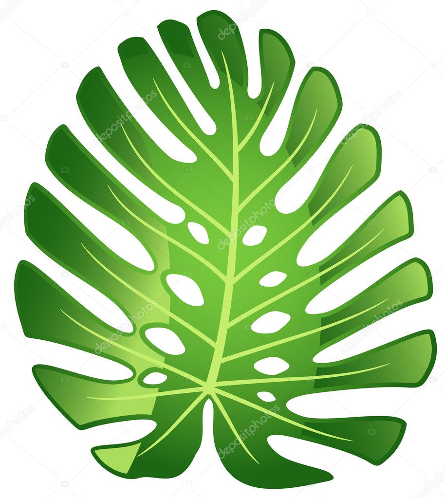 Leaf of tropical plant - Monstera.