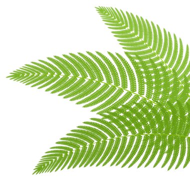 The green leaves of a fern. Vector illustration. clipart