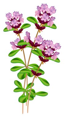 Flowering thyme. Vector illustration on white background. clipart