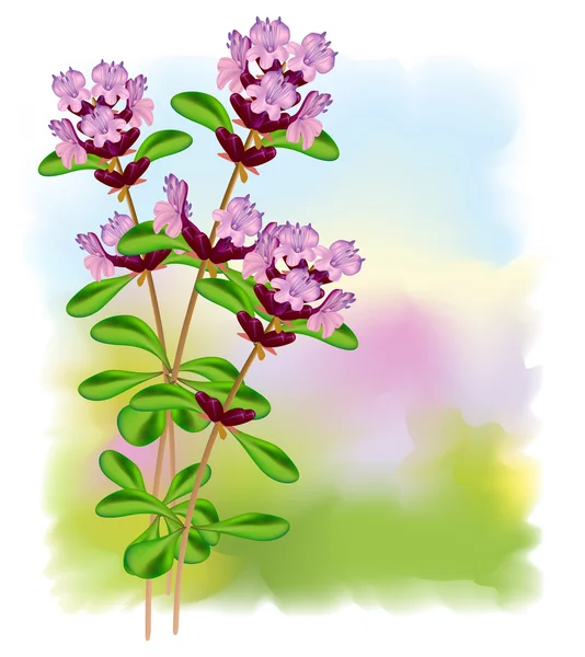 Flores tomilho. Ilustração vetorial . — Vetor de Stock
