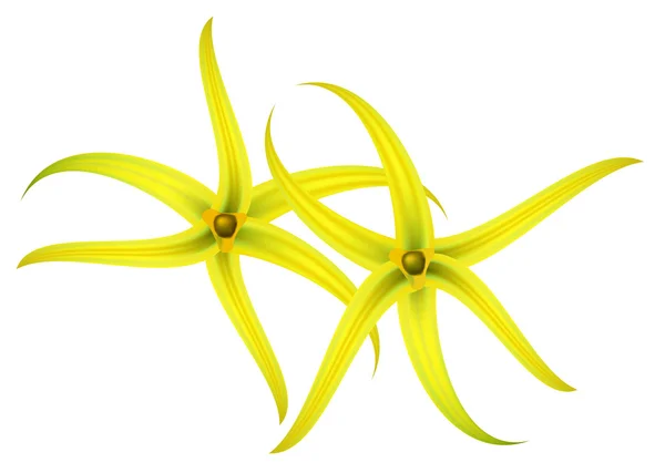 Tropical flower - ylang-ylang (Cananga). Vector illustration. — Stock Vector