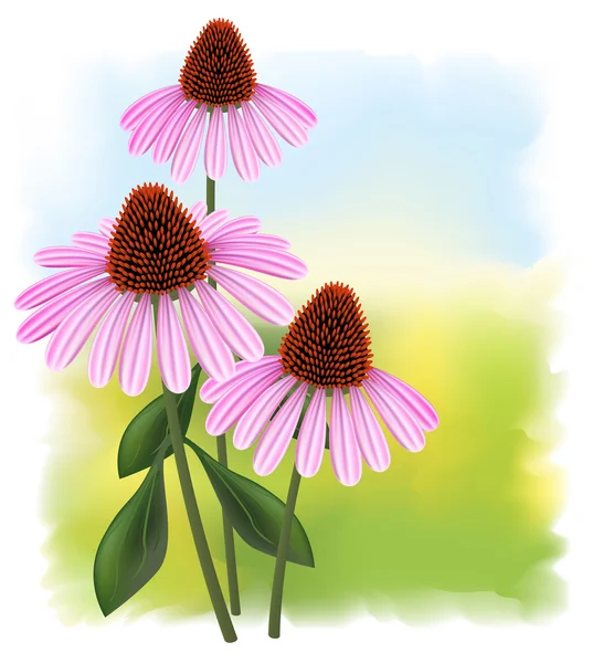 Echinacea (purpurea) su sfondo a colori . — Vettoriale Stock