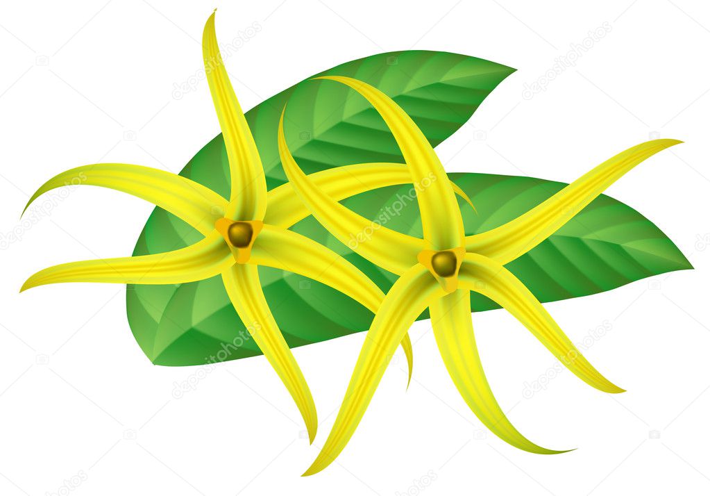 Tropical flower - ylang-ylang (Cananga). Vector illustration.