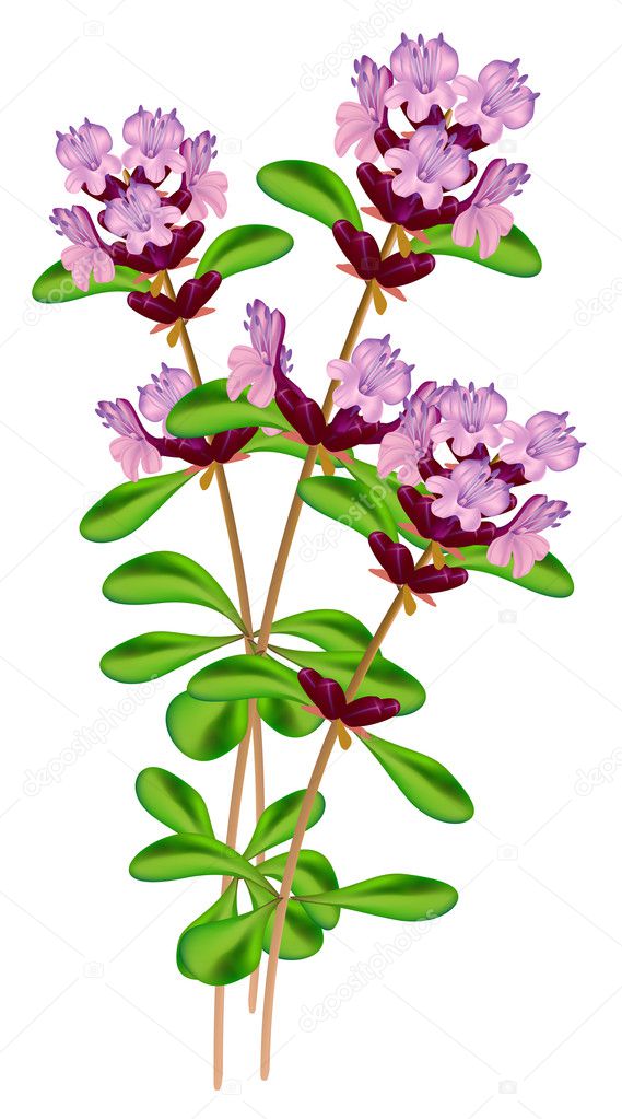 Flowering thyme. Vector illustration on white background.