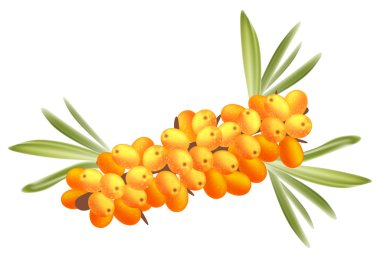 The branch of sea-buckthorn berries. clipart