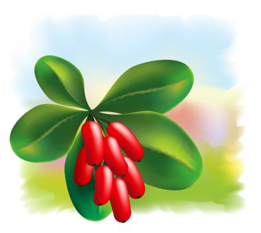 Fruits and leaves of barberry on a colored background. clipart