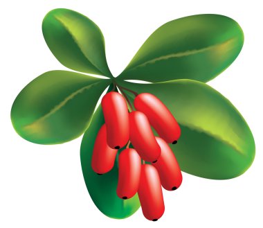 Fruits and leaves of barberry on a white background. clipart