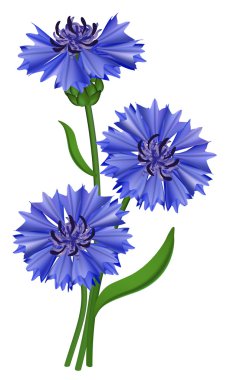 Flowers blue cornflower. Vector illustration. clipart