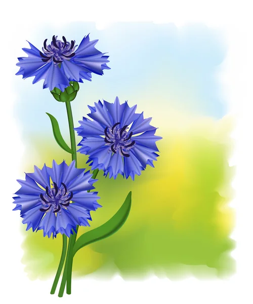 Цветы голубого василька (Centaurea cyanus). Векторная иллюстрация . — стоковый вектор