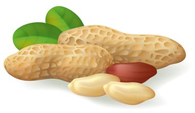 Peanut fruit and leaves. clipart