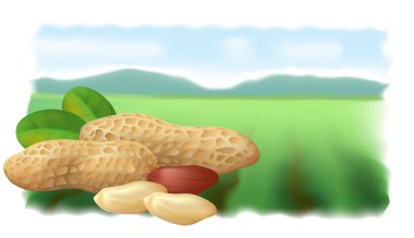 Peanuts on the background field. clipart