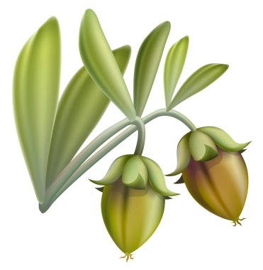 Jojoba fruit. Vector illustration. clipart