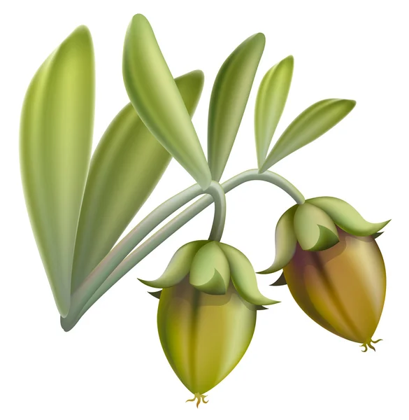 Fruta de Jojoba. Ilustración vectorial . — Vector de stock
