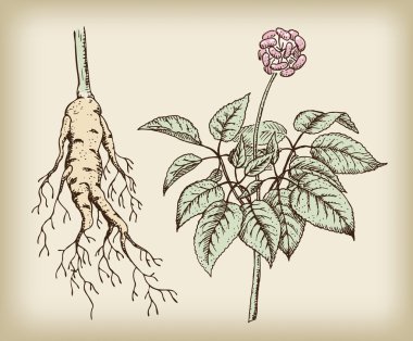 Ginseng (Panax), a medicinal plant. Root, stem, fruit. clipart