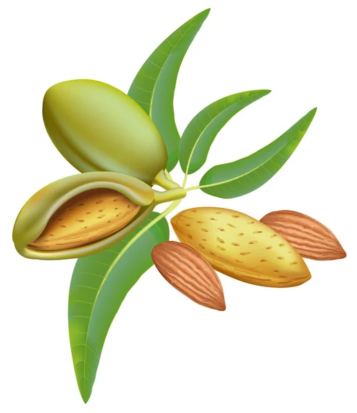 Des amandes. Branche avec feuilles et fruits . — Image vectorielle
