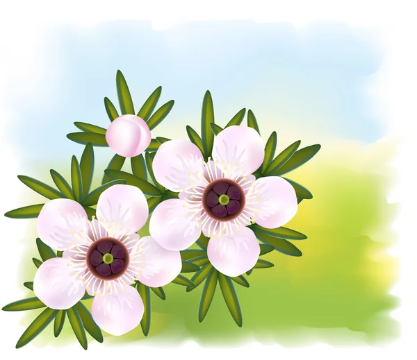 マヌカやティーツリーまたはちょうど leptospermum。花と葉. — ストックベクタ