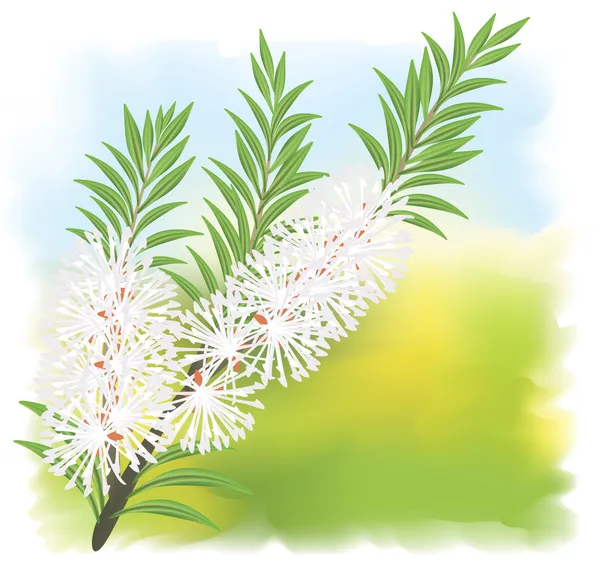 Melaleuca - árvore de chá . — Vetor de Stock
