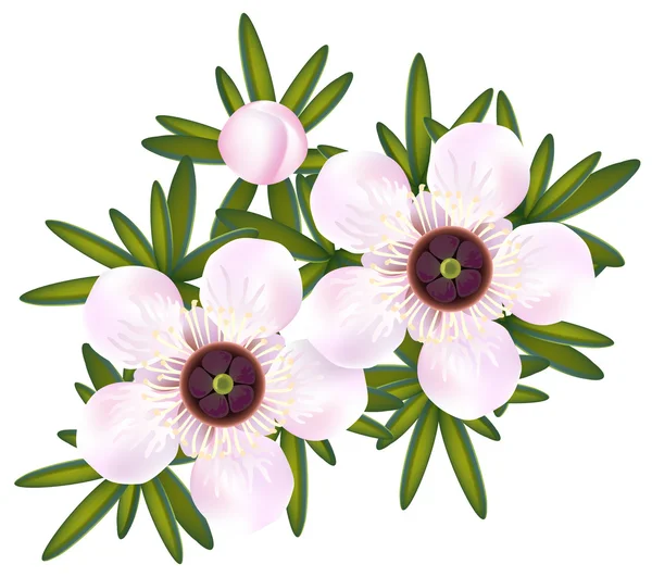 Manuka o árbol de té o simplemente Leptospermum. Flores y hojas . — Archivo Imágenes Vectoriales