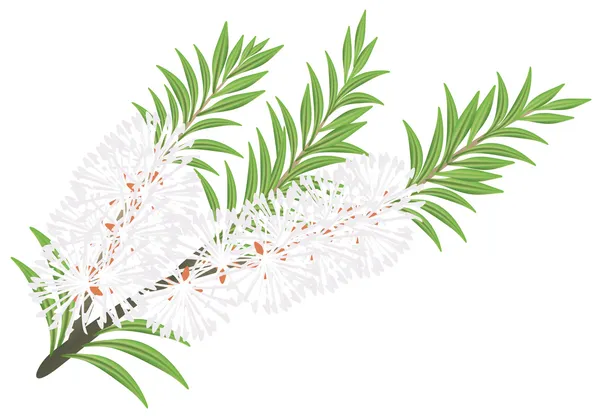 Melaleuca - drzewa herbacianego. — Wektor stockowy