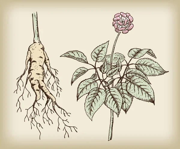 인삼 (panax), 약용 식물입니다. 뿌리, 줄기, 과일. — 스톡 벡터