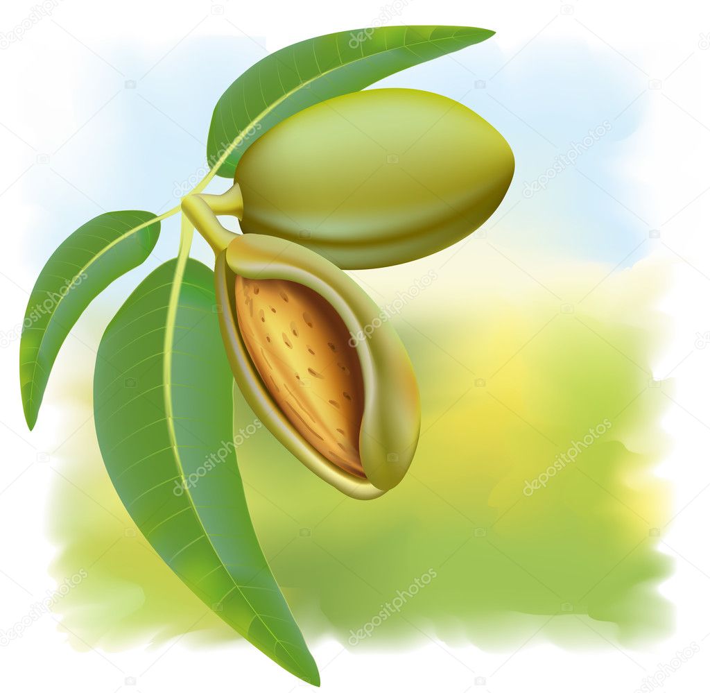 Almonds. Branch with leaves and fruits.