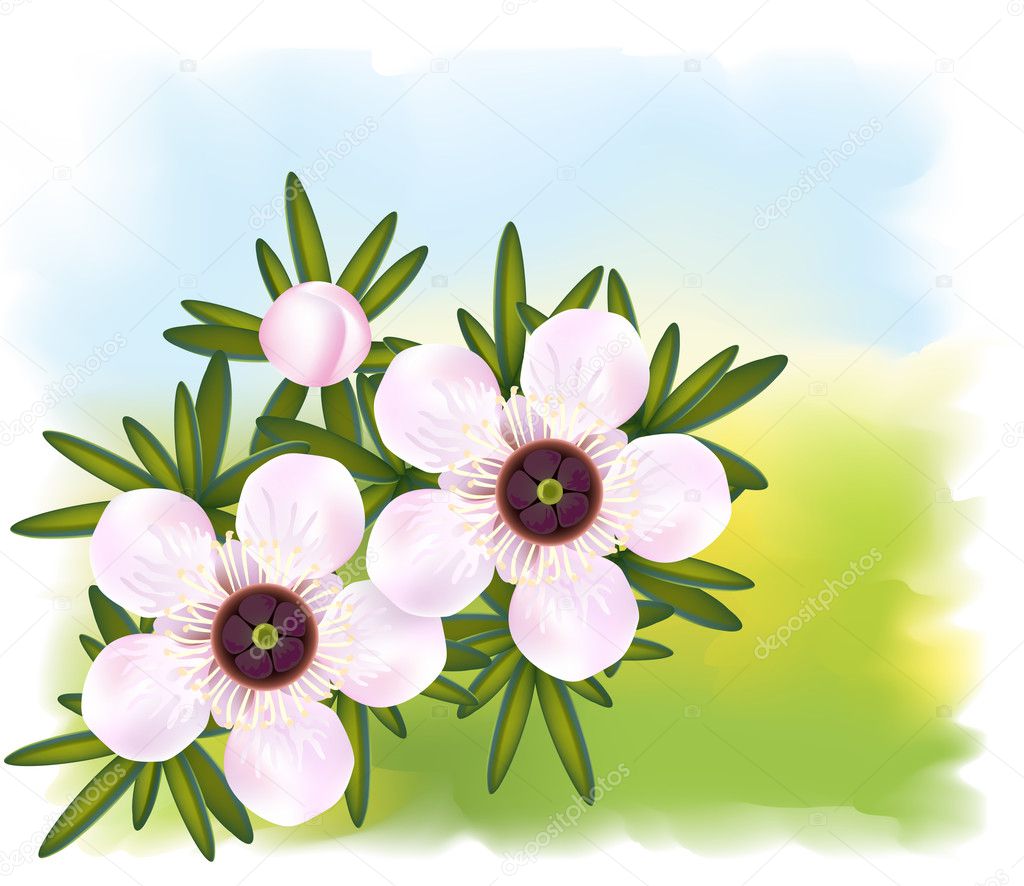 ᐈ Manuka Flowers Stock Vectors Royalty Free Manuka Illustrations Download On Depositphotos