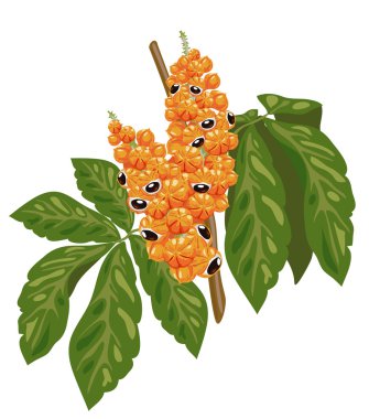 Guarana branch with fruit and leaves. clipart